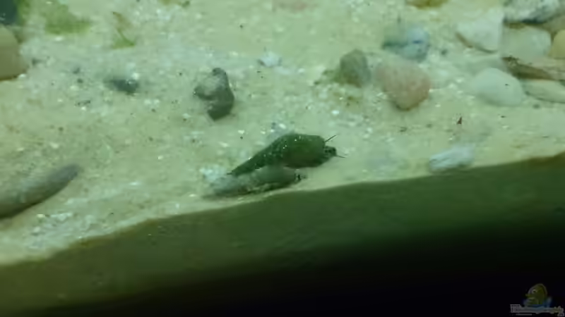 Aquarien mit Melanoides tuberculata (Malaiische Turmdeckelschnecke)
