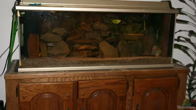 Malawi - Mbuna Aquarium 