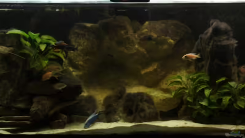 Aquarien mit Non-Mbunas aus dem Malawisee (Cichliden aus der Sandzone, Übergangszone und Räuber)