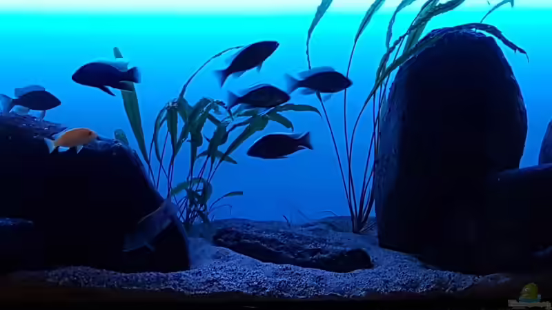 Malawi  Lagoon   von Geert Vrancken (5)