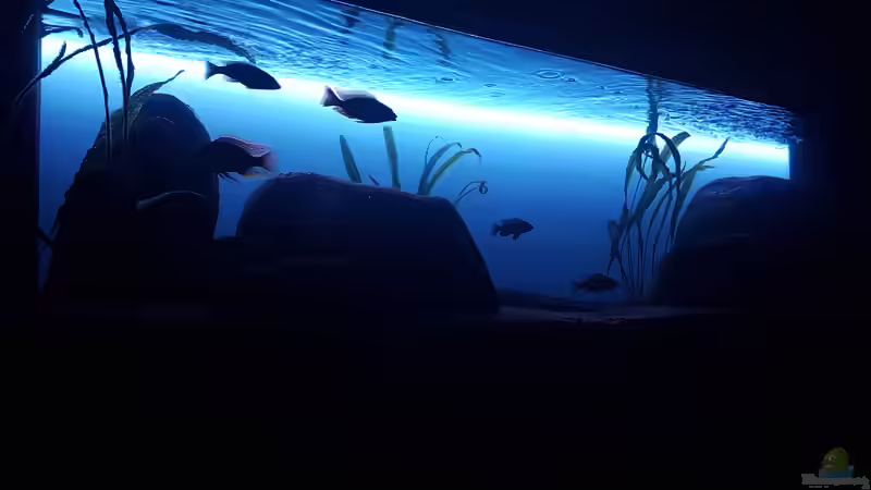 Malawi  Lagoon  von Geert Vrancken (4)