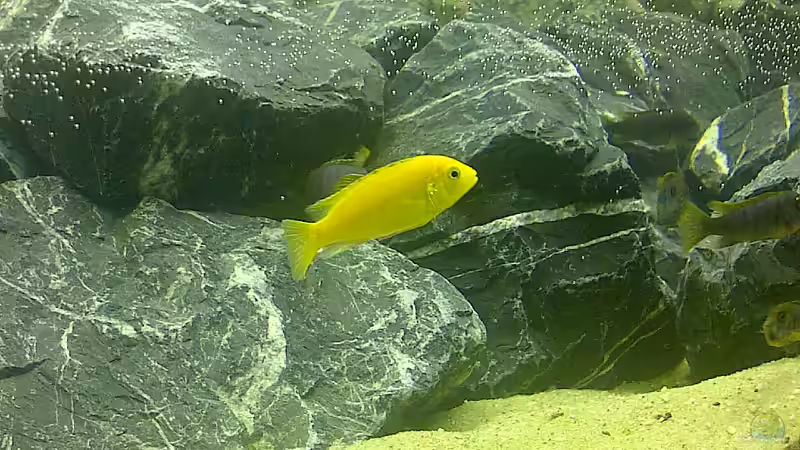 Malawi 2 von Volker Nagels (2)