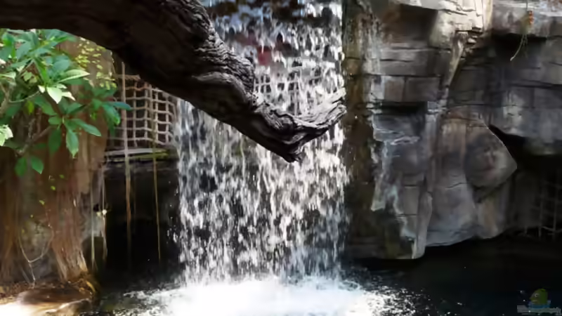 Malawi-AQ im Tropen-Aquarium-Hagenbeck