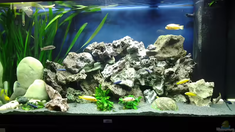 Malawi Aqaurium 350 L von Sascha56 (2)