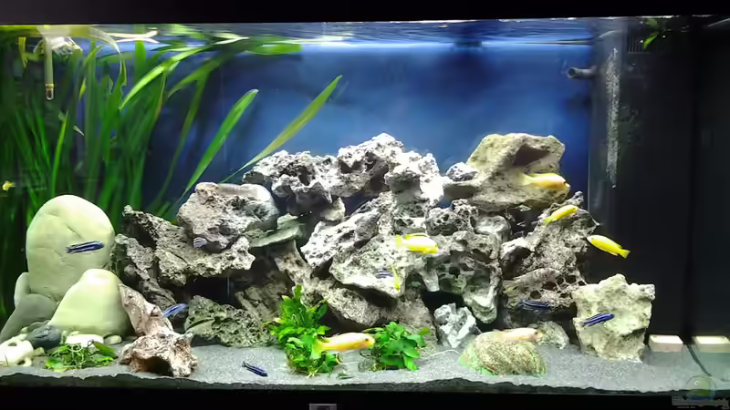 Malawi Aqaurium 350 L