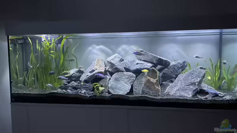 Malawi Aquarium Mbuna/ Nonmbuna