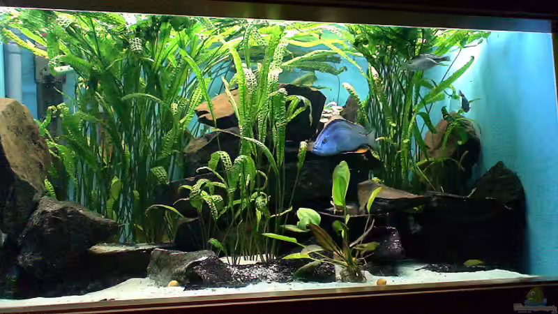 Malawi-Aquarium September 2007 von Edmund Thaler (3)