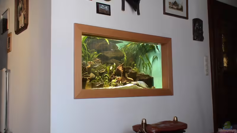 Malawi-Aquarium von Julianno47 (1)