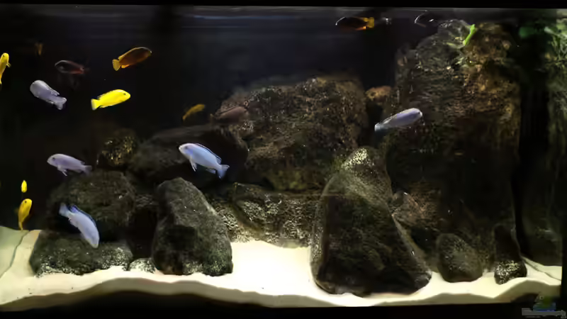 Malawi-Aquarium von Malawikrabbe (1)