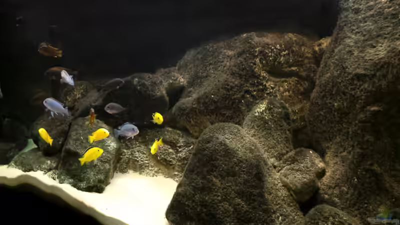 Malawi Aquarium von Malawikrabbe (2)