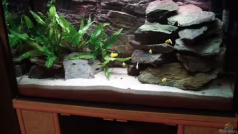 Malawi Aufzuchtsbeken