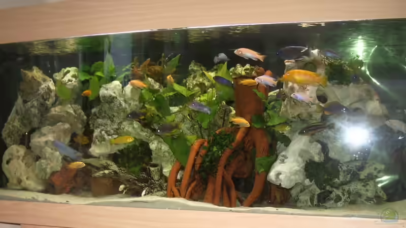 Malawi-Becken, erstes Bild, bessere kommen noch!