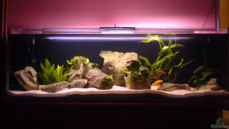 Malawi Becken von Ronny Laumer (1)