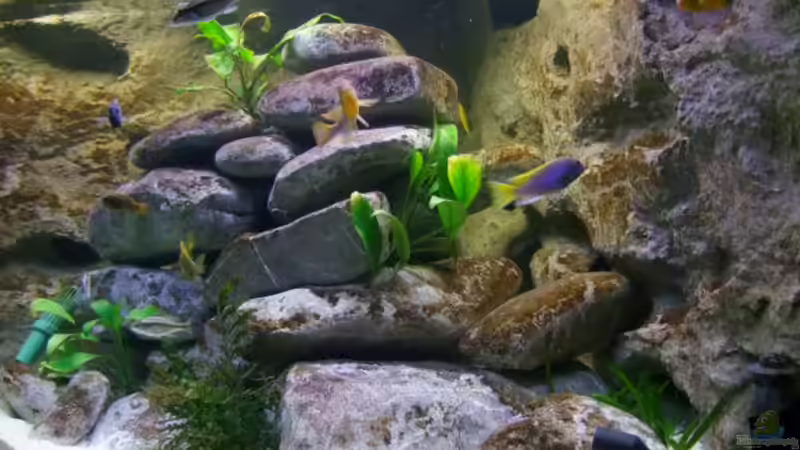 Malawi-Becken von wadde (1)