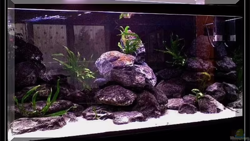 Malawi-Becken´2009 die 1te  von mbunafreund (5)