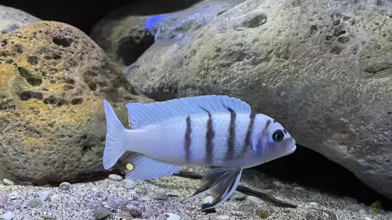 Malawi-Buntbarsche - Farbenprächtige Cichliden für faszinierende Aquarienwelten