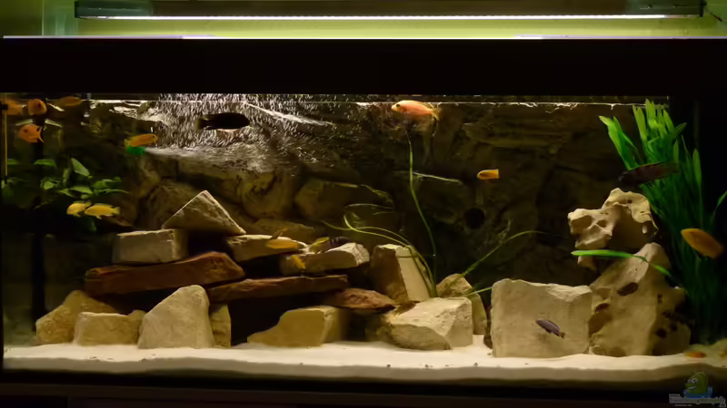 Malawi Felsenburg 240L von Malawi-Freunde (1)