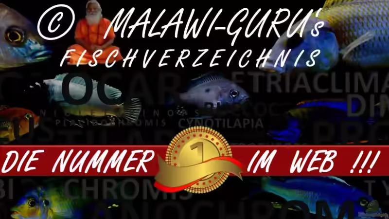 Malawi-Guru hat Grund zum feiern...