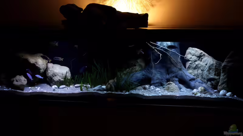 Malawi-Haltung: Warum wird hartes Wasser empfohlen?