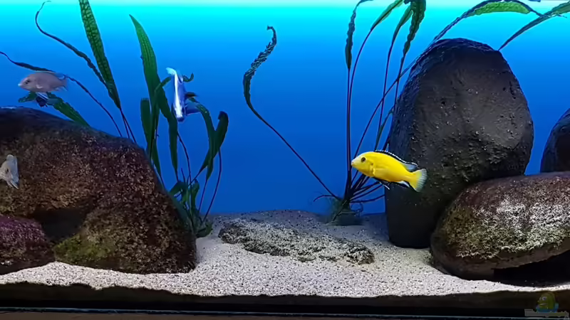 Malawi Lagoon von Geert Vrancken (1)