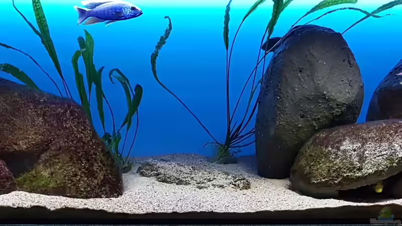 Malawi Lagoon von Geert Vrancken (3)