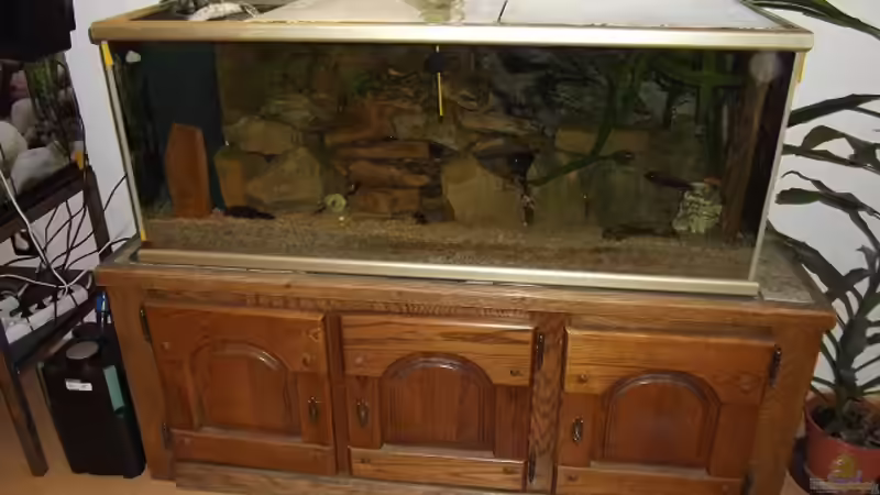 Malawi Mbuna Becken von Esslinger (2)