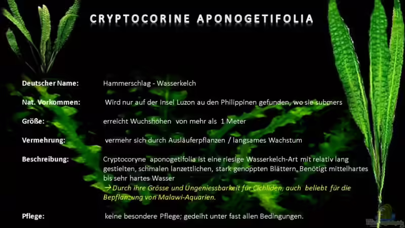 MALAWI Pflanzentafel - Cryptocoryne aponogetifolia