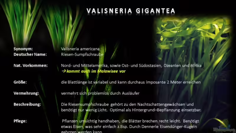 MALAWI Pflanzentafel - Valisneria gigantea