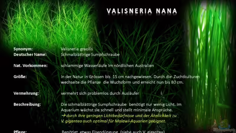 MALAWI Pflanzentafel - Valisneria nana