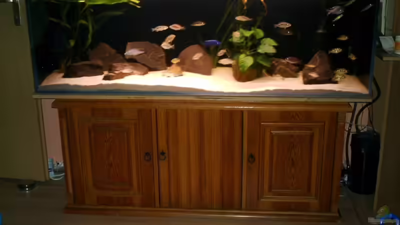 Malawi-Räuber von Ronny Laumer (1)