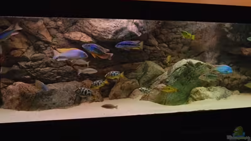 Malawi Räuberbecken von Wietze Bron (1)