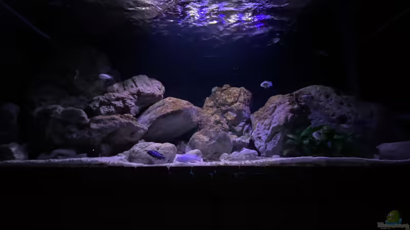 Malawi Reef 2.0 von Jean-Paul Ambord (1)