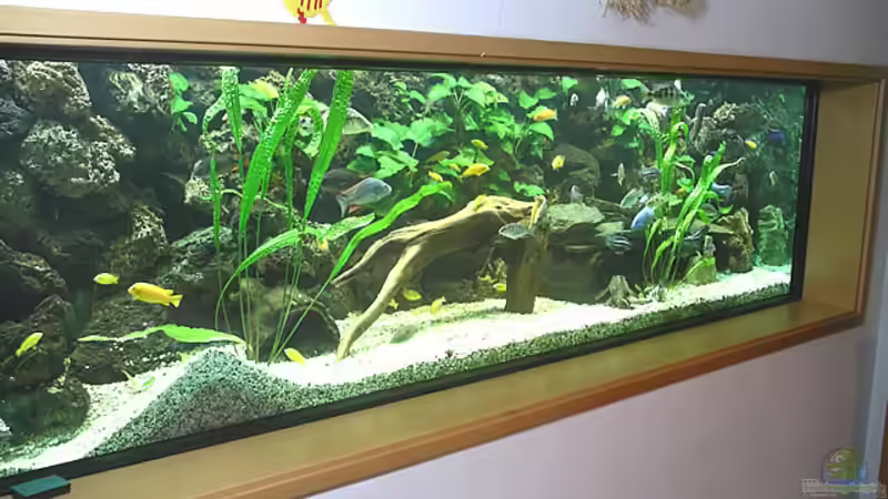 Malawi Schaubecken  von Bernd Niehoff (1)