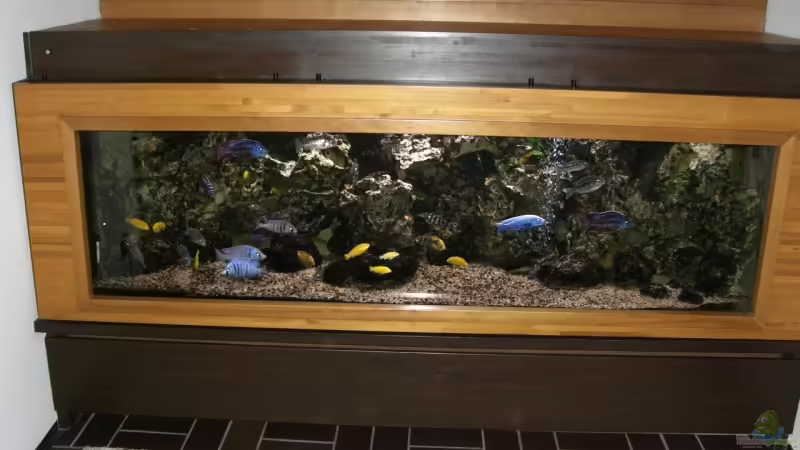 Malawi-Schaubecken von Aquaman (1)