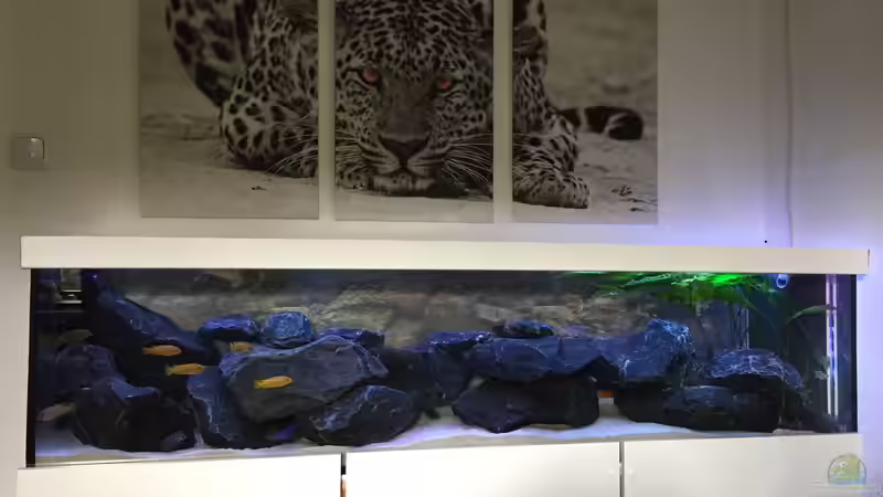 Malawi Studio von Living Trees (1)