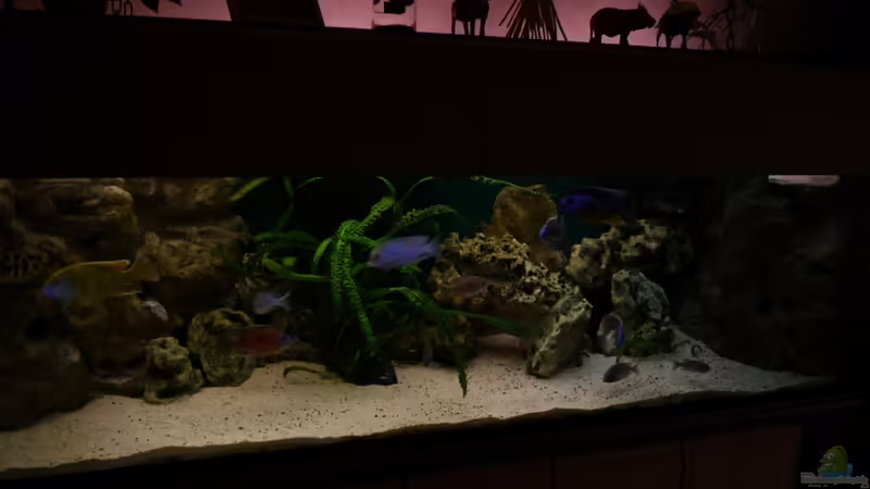 Malawi Traum von Volker Alms (1)