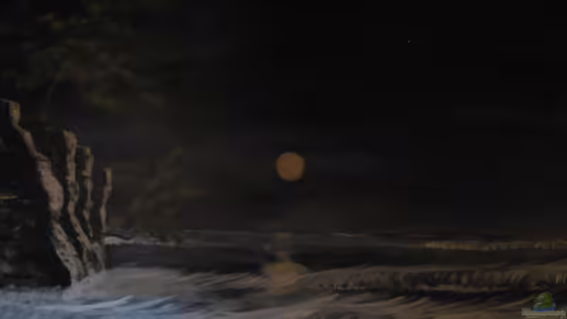 Malawi über Wasser (von mir 2008 für mein damals viel kleineres Becken gemalt) von The Duke of woods (25)