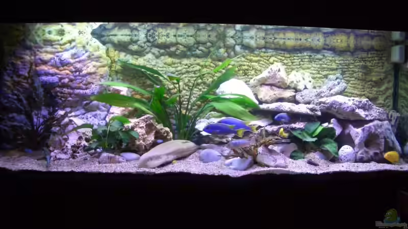 Malawi/Victoria (14.01.08) von Jürgen Kopp (1)