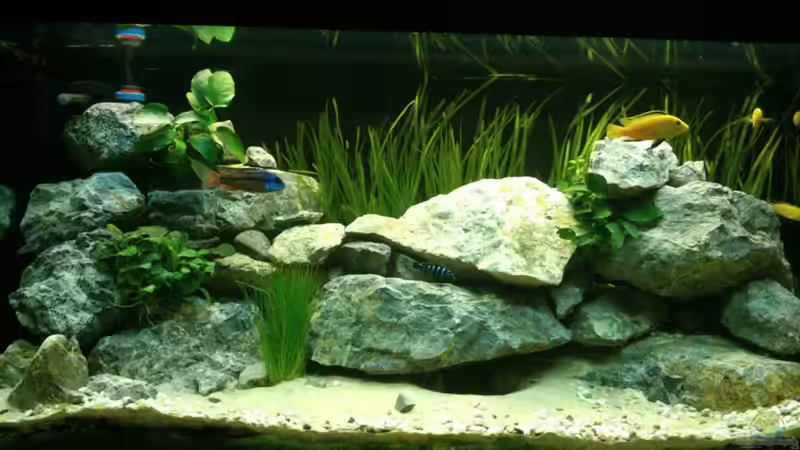 Malawi von Gartengestalter (1)