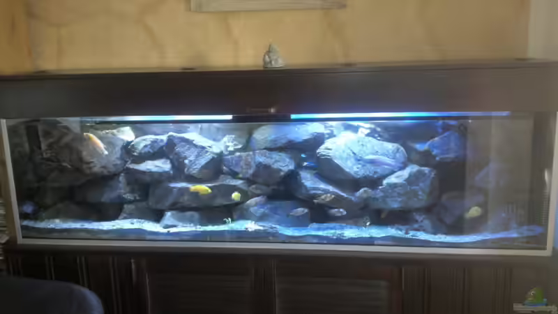 Malawiaquarium  von malawikrebs (2)