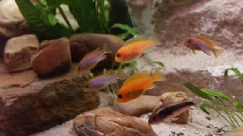 Malawibarsche von Thomas Rengier (17)