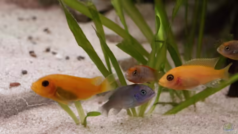 Malawibarsche von Thomas Rengier (18)