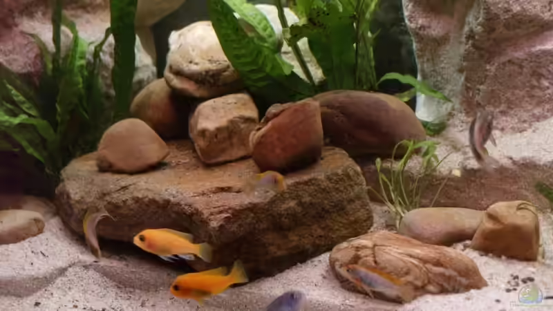 Malawibarsche von Thomas Rengier (19)