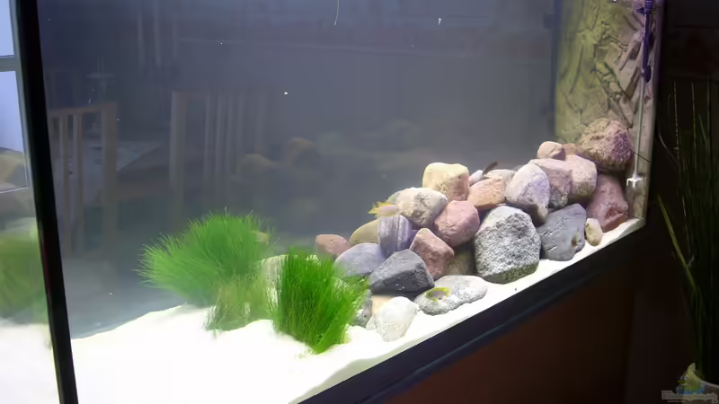 Malawibecken 540 L von Thomas Saß (1)