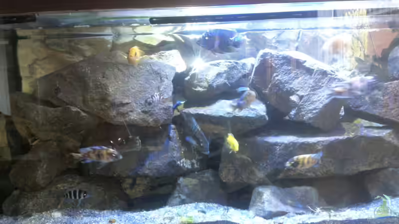 Malawibecken Linke Seite von malawikrebs (6)