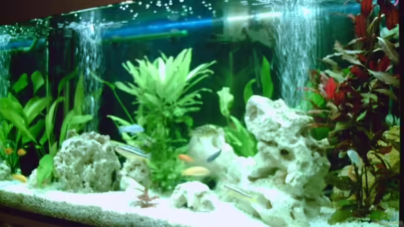 Malawibecken mit Pflanzen und Versteckmöglichkeiten