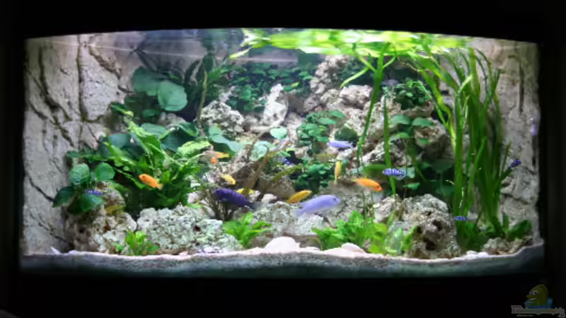 Malawibecken von Demasoni Fan (1)