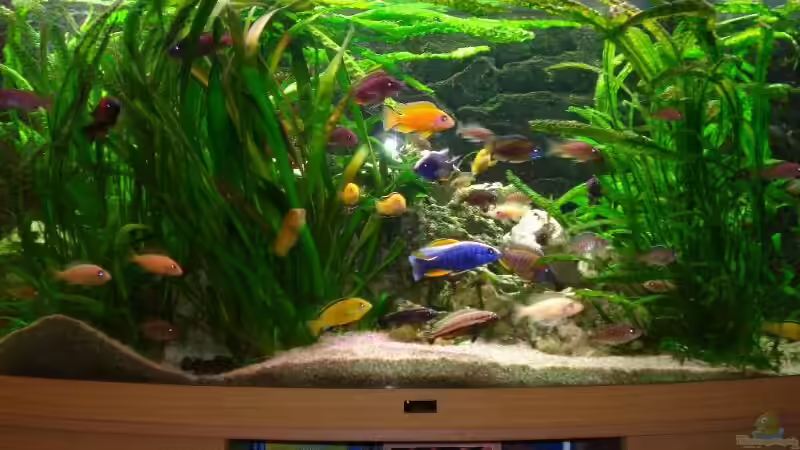 Malawibecken von Torsten Koepfinger (1)