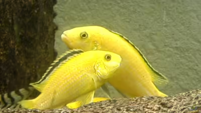 Malawibuntbarsch von Mista_Birdy (10)