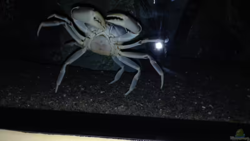 Malawikrabbe_2 von Swenni (67)